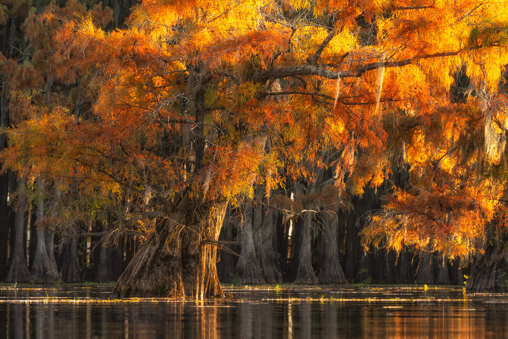 ic:Twilight's Warmth: Cypress Trees Aglow at Caddo Lake Fall