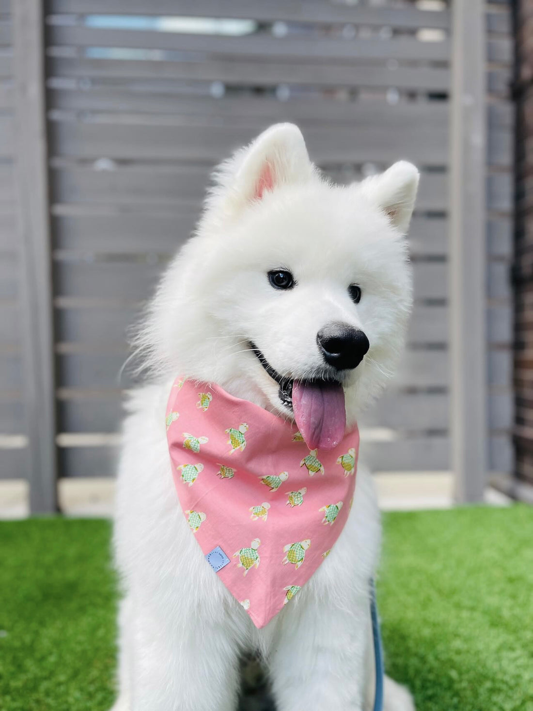 how do you keep a bandana on a dog