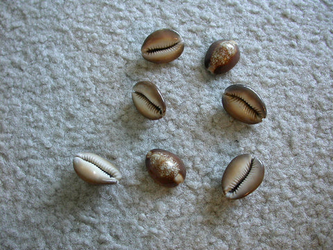 cowry shells