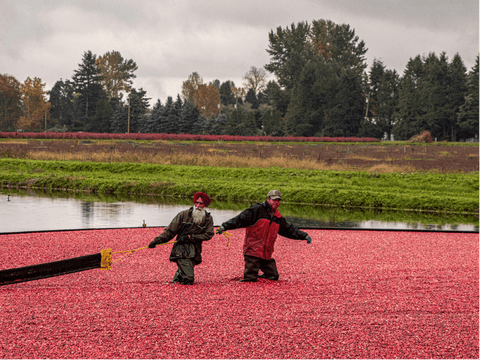 Can Cranberries Be Harvested Differently, Too?