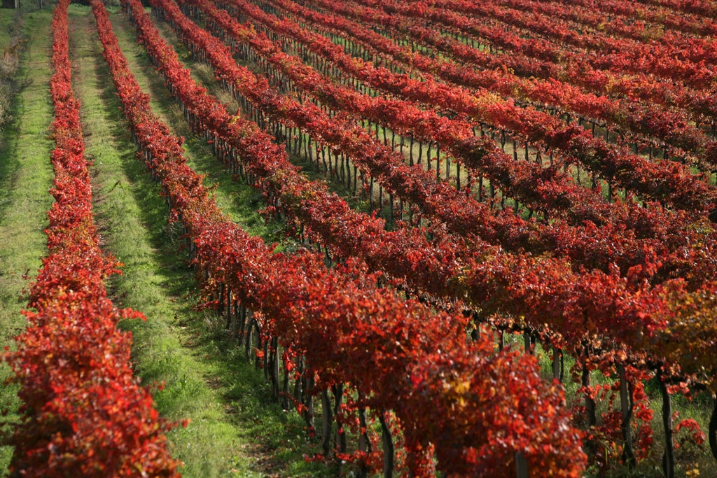 Vineyard Field