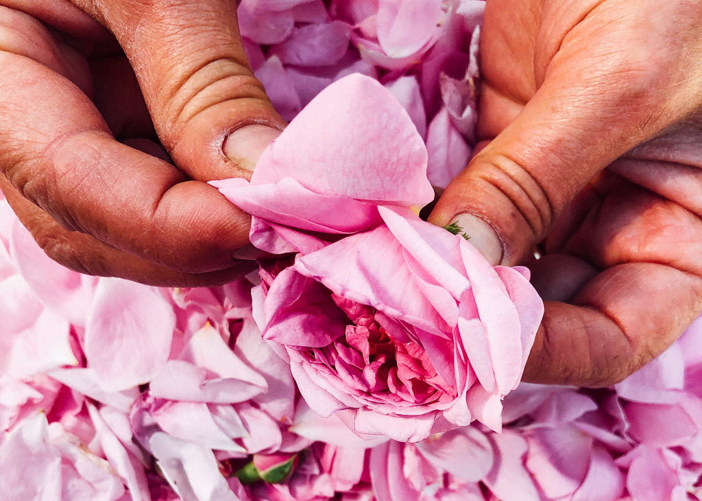 Rose petals 