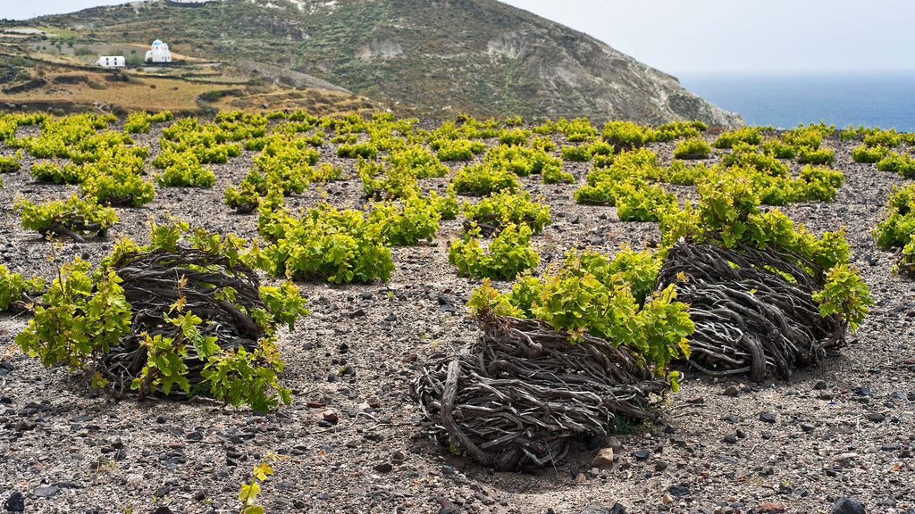 Santorini vineyards