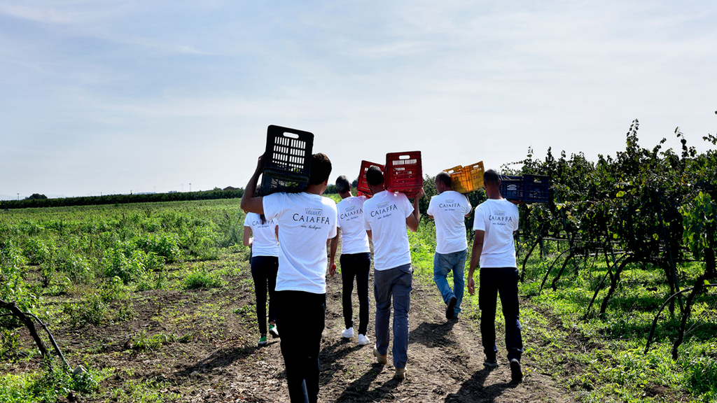 Caiaffa Wine Harvest