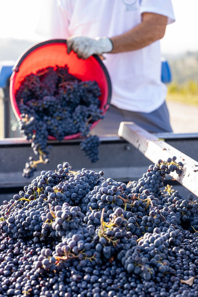 Grapes from Harvest