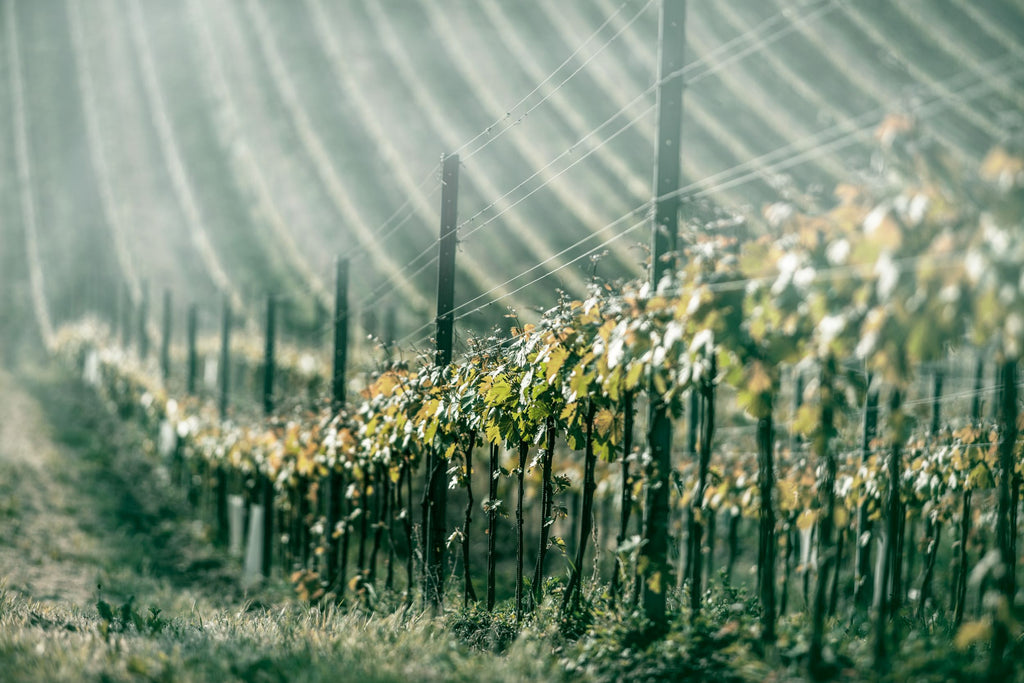 Johanneshof Vineyard Mist