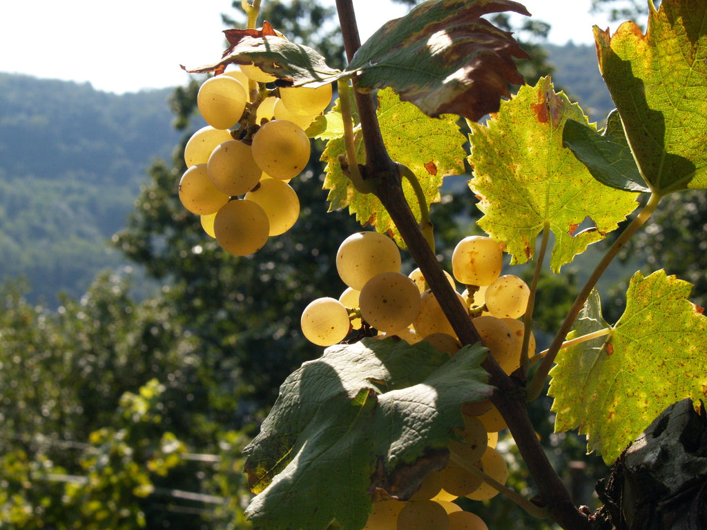 grape vine italy 