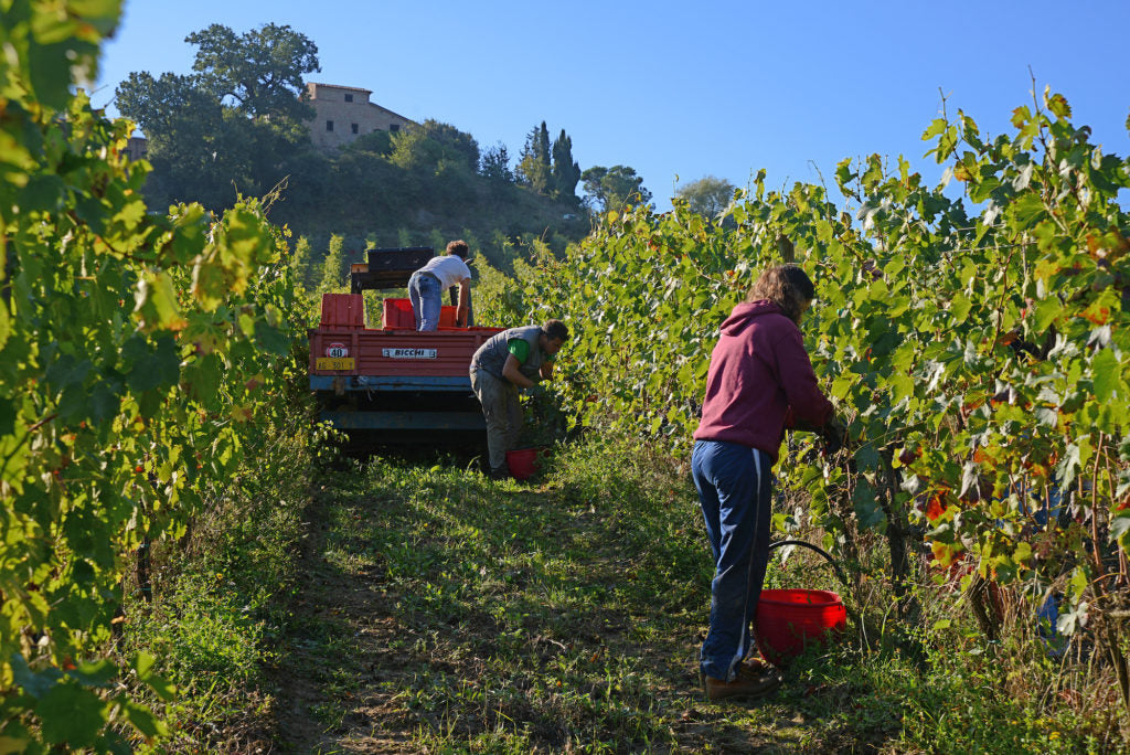 Salcheto winery organic 