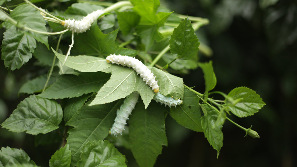 Eri Silkworm on Castor Leaf