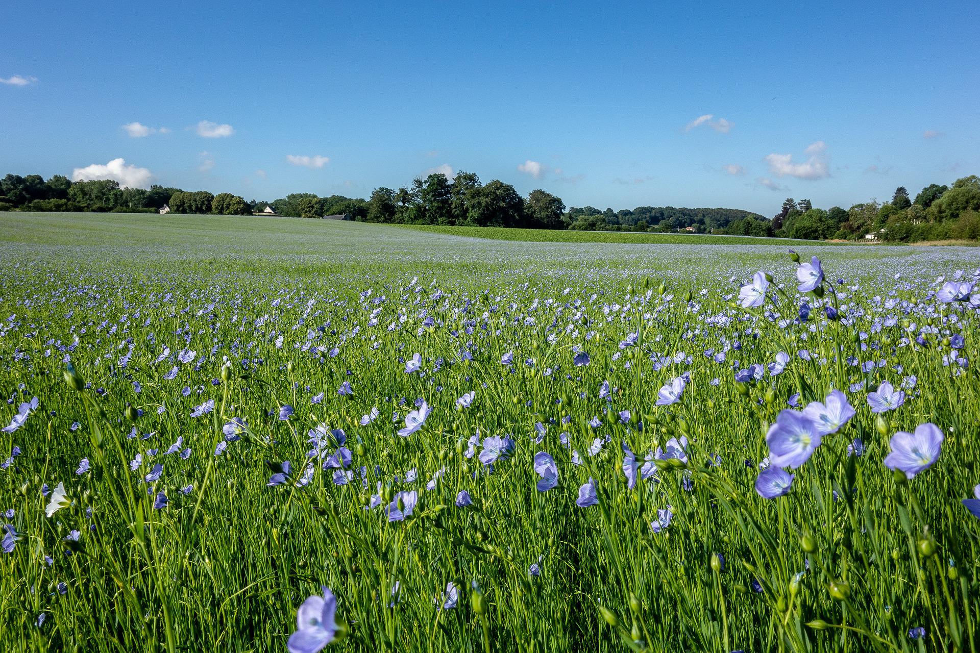 Flax Field for Linen Production