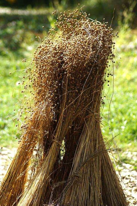 Dried Flax for Linen Production