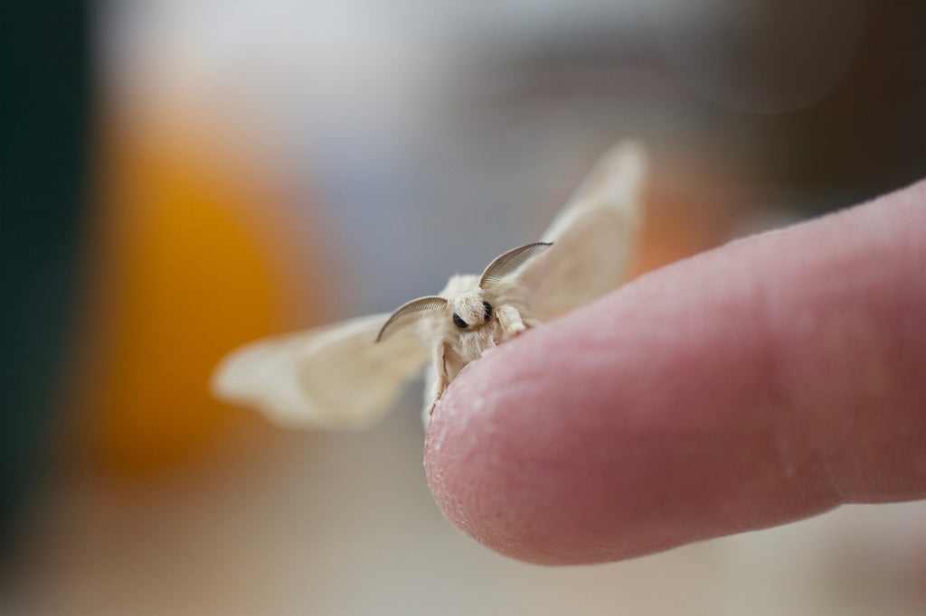 Bombyx Mori Moth