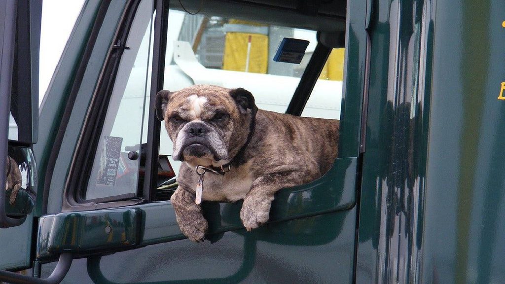 DogBedSupplies.com  Dog Car Seat Cover  Dog Car Seat