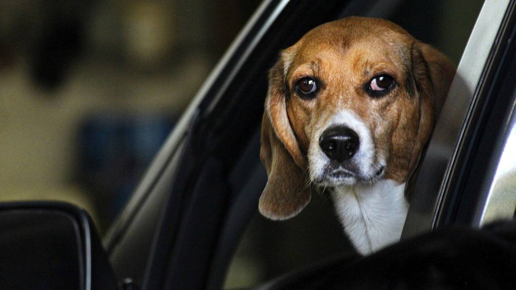 DogBedSupplies.com  Dog Car Seat Cover  Dog Car Seat