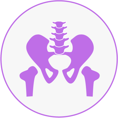 Purple illustration of a pelvic bone and spine on a white background.