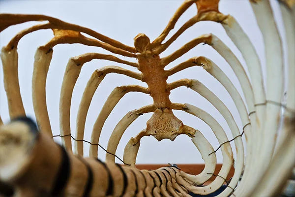 Spine and skeletal system