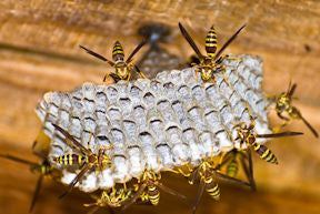 Paper Wasps