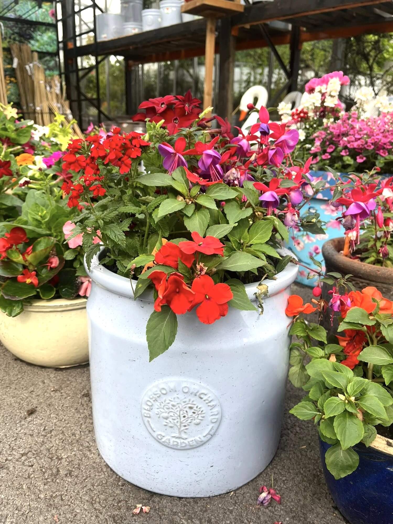 Planted Ceramic Pots by McGaughs