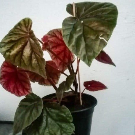 Begonia plant - Minor Jacq l  l Mauritius