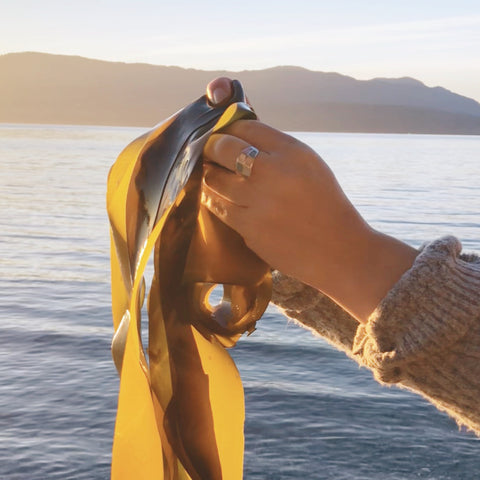 holding up bull kelp