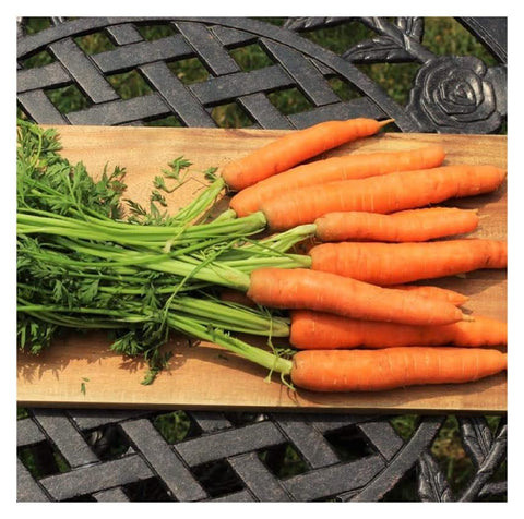 carrots harvested 