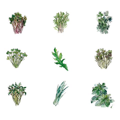 herbs and microgreens you can grow on your windowsill