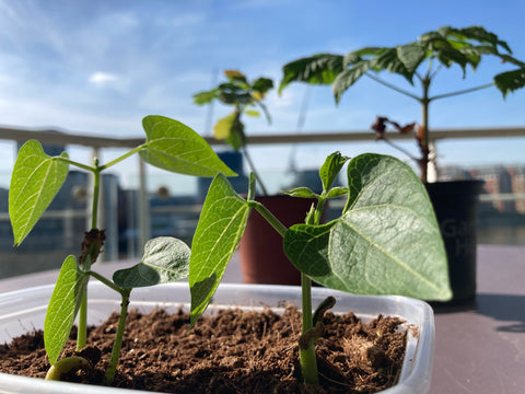 French Bean Seedlings