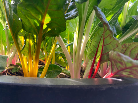 rainbow chard growing sprout