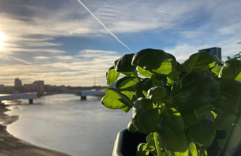 vegetables growing in a city