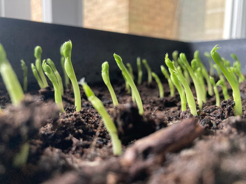 Pea Shoot Seedlings Sprout