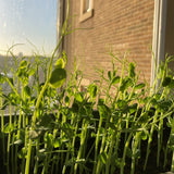 pea shoots - what to grow on a windowsill - grow your own vegetables