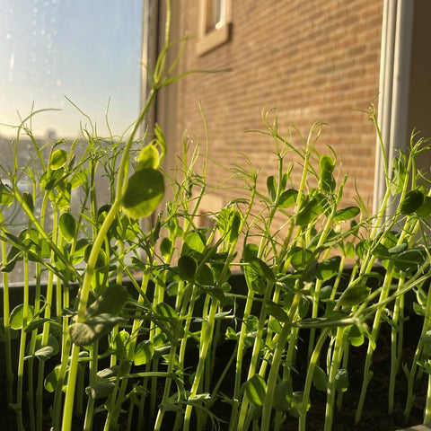 Pea Shoots on Windowsill in Sun