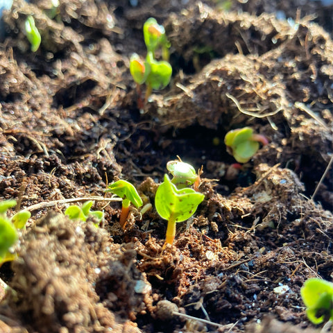 Nutrients in Soil