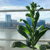 kale on balcony in sun - what to grow on a balcony - small garden ideas
