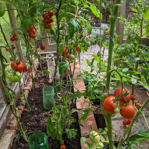 ripening-tomatoes
