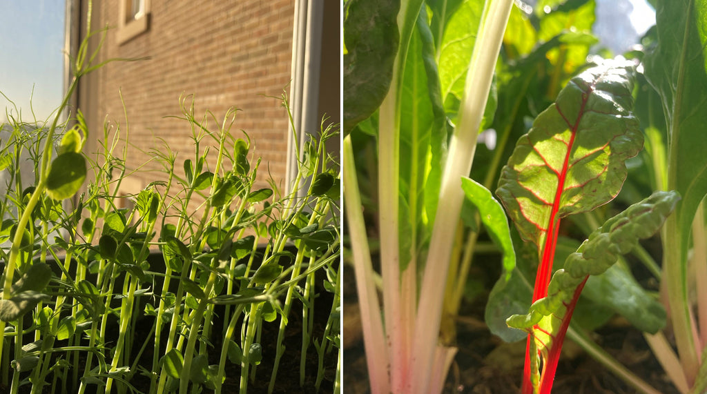 Sunlight, Vegetables love the sun!