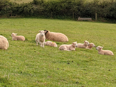 Lambs in the English Countryside
