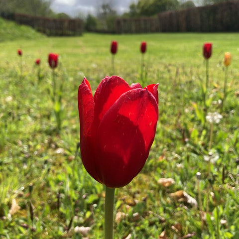 tulip in a wildlife friendly garden