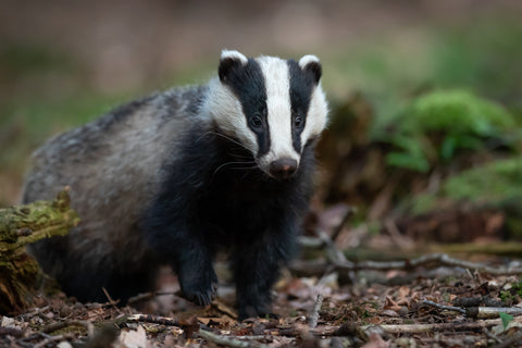 UK is one of the most nature depleted countries in the world