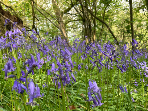Bluebells in a woodland