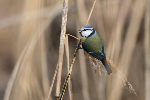 Things you can do to help nature