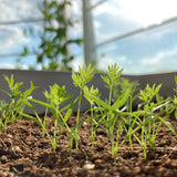 carrot seedlings in sunshine - grow vegetables at home - small garden ideas