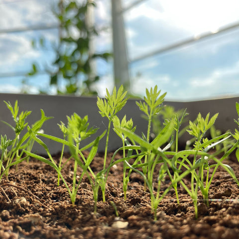 Carrot Seedlings in the sun