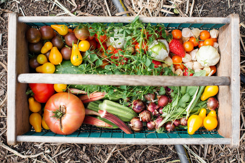 summer harvest of vegetables