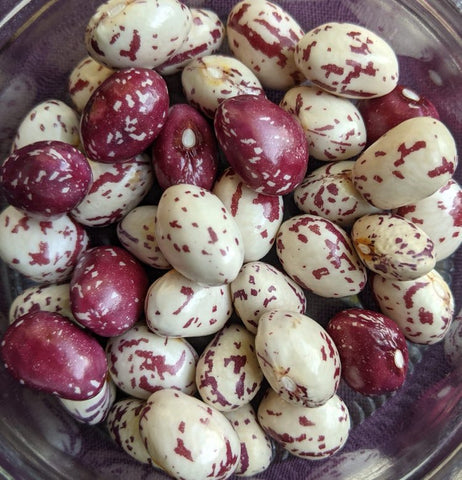 berlotti bean seeds | how to save your bean seeds