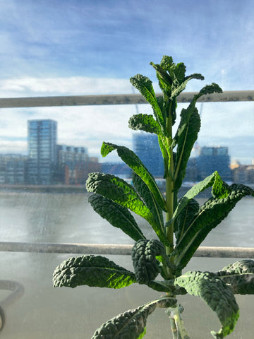 kale growing in city