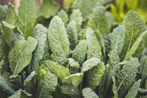 kale plants growing