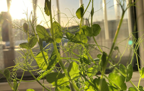 pea-shoots in the sun