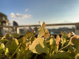 lettuce growing in the sunshine - small garden ideas