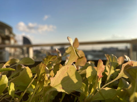 lettuce growing in the sun in a city